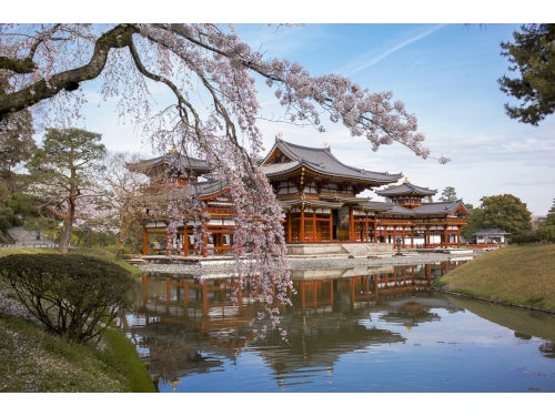 【名古屋発】日本三大桜「三春滝桜」の子桜&世界遺産 平等院の桜&松阪牛寿司食べ放題付き!飛騨牛・近江牛春玉出汁しゃぶ1